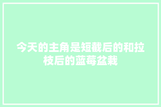 今天的主角是短截后的和拉枝后的蓝莓盆栽