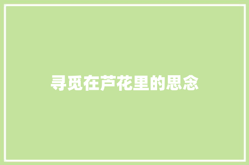 寻觅在芦花里的思念