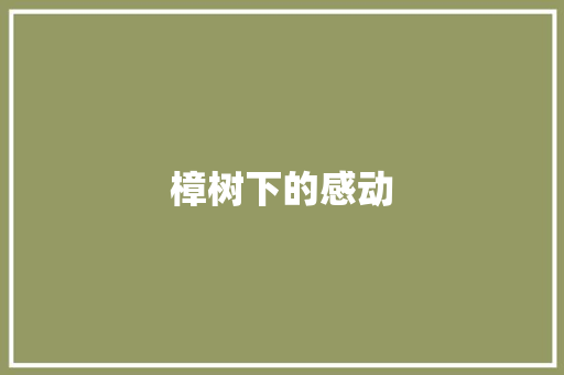 樟树下的感动