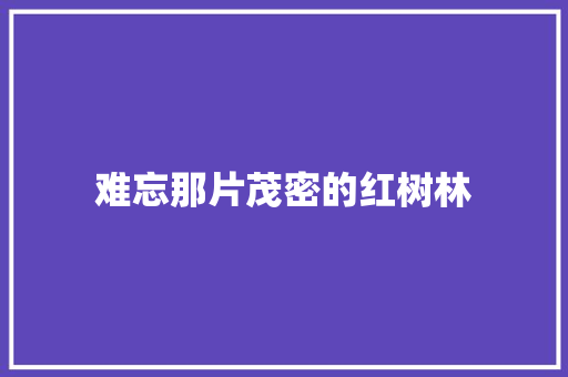难忘那片茂密的红树林