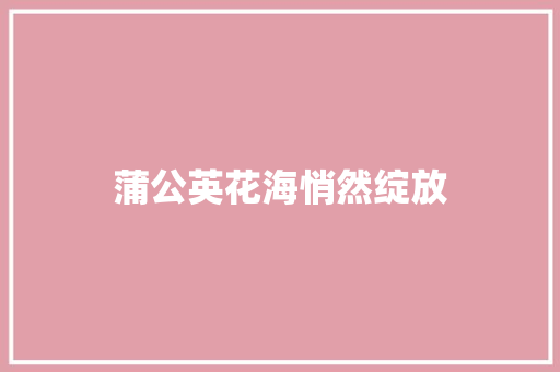 蒲公英花海悄然绽放