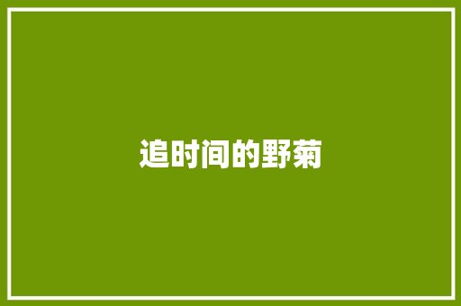 追时间的野菊