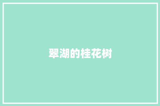 翠湖的桂花树