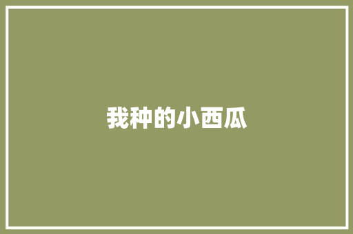 我种的小西瓜