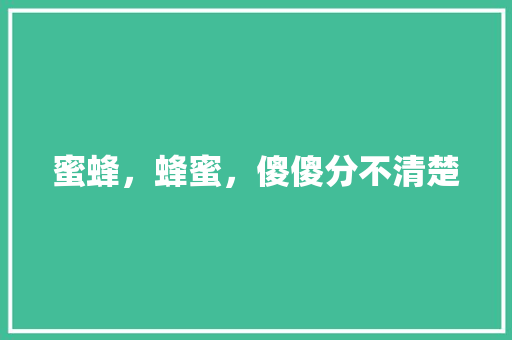 蜜蜂，蜂蜜，傻傻分不清楚