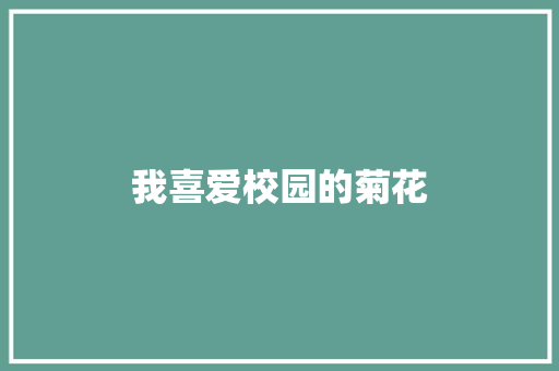 我喜爱校园的菊花