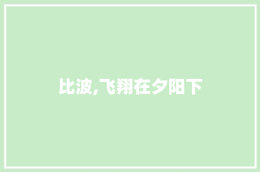 比波,飞翔在夕阳下