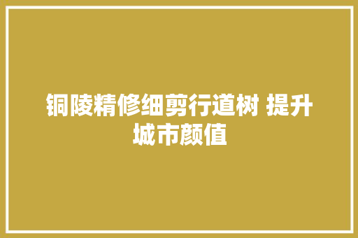 铜陵精修细剪行道树 提升城市颜值