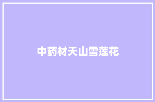 中药材天山雪莲花
