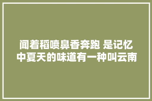 闻着稻喷鼻香奔跑 是记忆中夏天的味道有一种叫云南的生活之365天