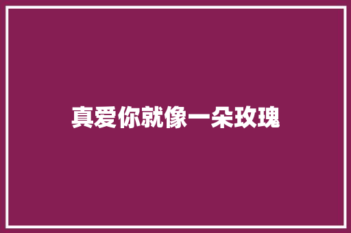真爱你就像一朵玫瑰