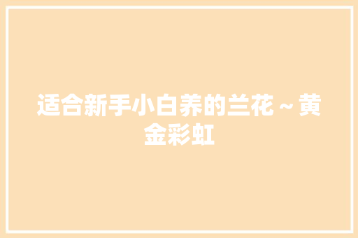 适合新手小白养的兰花～黄金彩虹