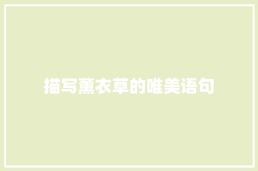 描写薰衣草的唯美语句
