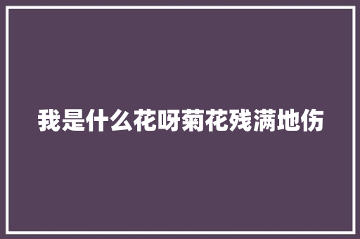 我是什么花呀菊花残满地伤