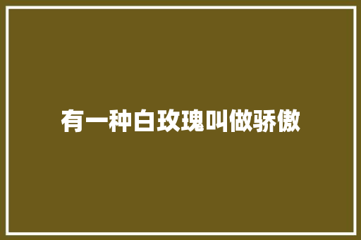 有一种白玫瑰叫做骄傲