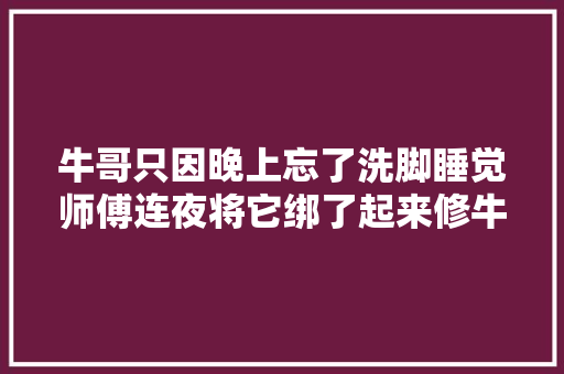 牛哥只因晚上忘了洗脚睡觉师傅连夜将它绑了起来修牛蹄