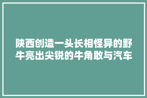 陕西创造一头长相怪异的野牛亮出尖锐的牛角敢与汽车对峙