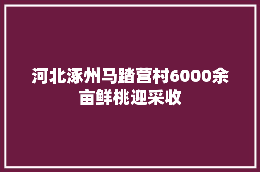 河北涿州马踏营村6000余亩鲜桃迎采收