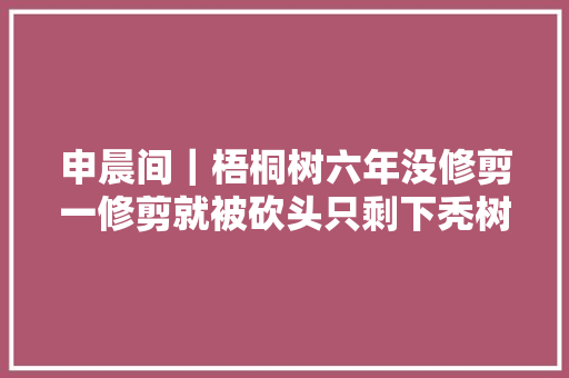 申晨间｜梧桐树六年没修剪一修剪就被砍头只剩下秃树干