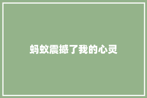 蚂蚁震撼了我的心灵