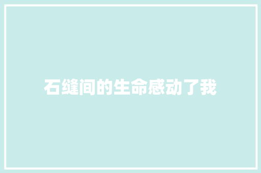 石缝间的生命感动了我