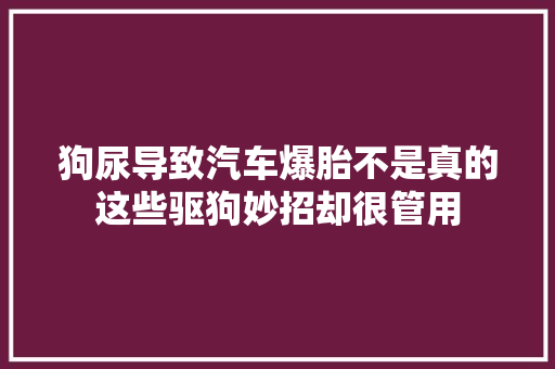 狗尿导致汽车爆胎不是真的这些驱狗妙招却很管用