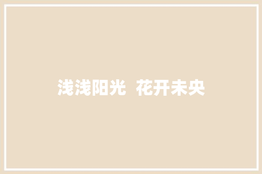 浅浅阳光  花开未央