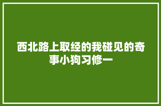 西北路上取经的我碰见的奇事小狗习修一