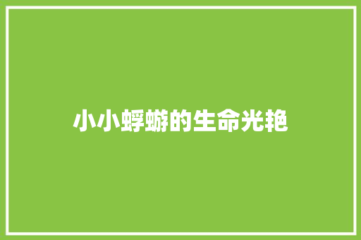 小小蜉蝣的生命光艳