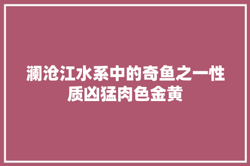 澜沧江水系中的奇鱼之一性质凶猛肉色金黄
