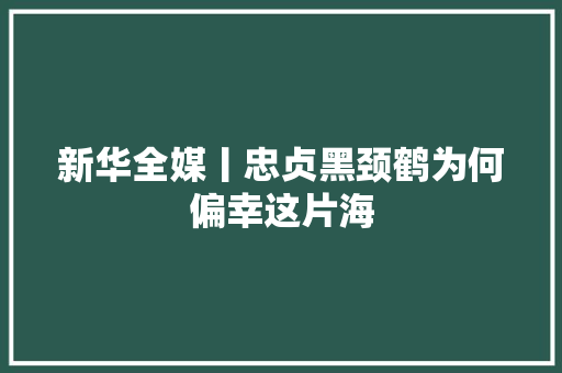 新华全媒丨忠贞黑颈鹤为何偏幸这片海