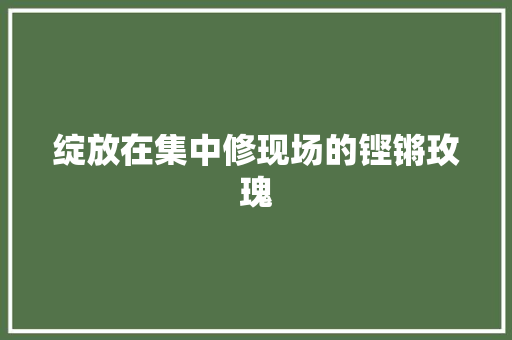 绽放在集中修现场的铿锵玫瑰