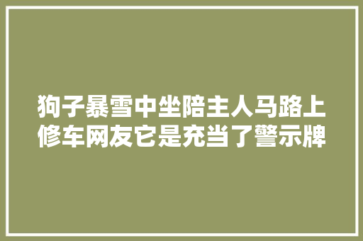狗子暴雪中坐陪主人马路上修车网友它是充当了警示牌的浸染吗