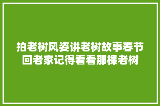 拍老树风姿讲老树故事春节回老家记得看看那棵老树