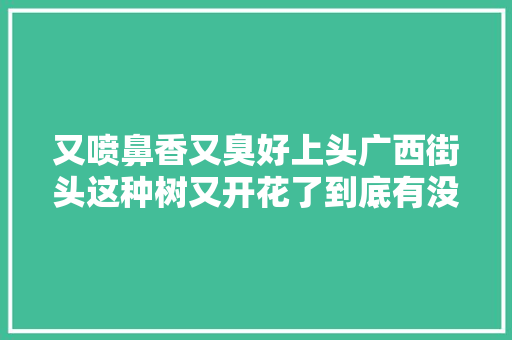 又喷鼻香又臭好上头广西街头这种树又开花了到底有没有毒