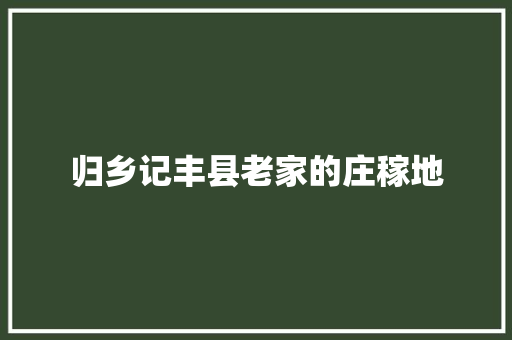 归乡记丰县老家的庄稼地