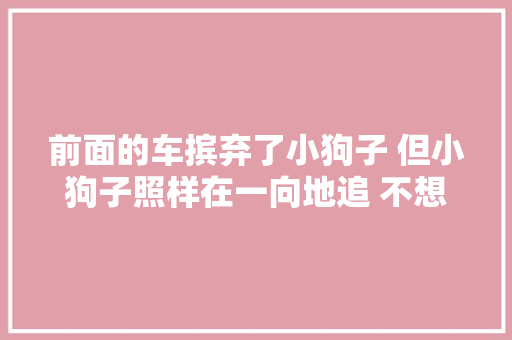 前面的车摈弃了小狗子 但小狗子照样在一向地追 不想被落在后面