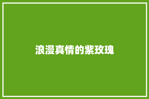 浪漫真情的紫玫瑰
