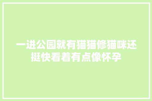 一进公园就有猫猫修猫咪还挺快看着有点像怀孕