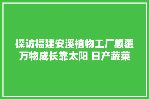 探访福建安溪植物工厂颠覆万物成长靠太阳 日产蔬菜15吨