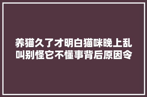 养猫久了才明白猫咪晚上乱叫别怪它不懂事背后原因令人心酸