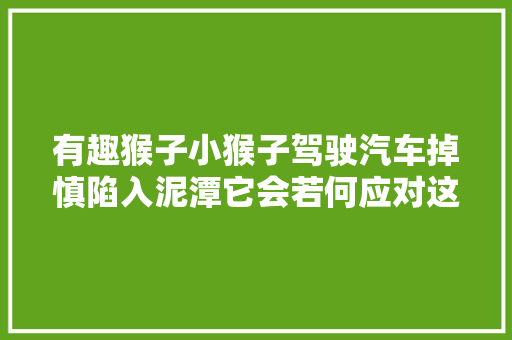 有趣猴子小猴子驾驶汽车掉慎陷入泥潭它会若何应对这场