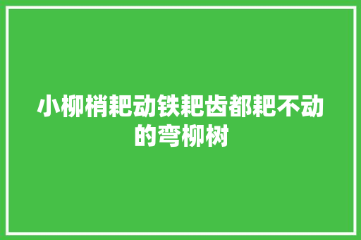 小柳梢耙动铁耙齿都耙不动的弯柳树