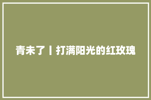 青未了丨打满阳光的红玫瑰 休闲娱乐