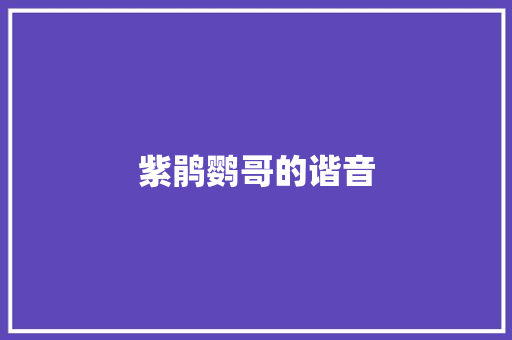 紫鹃鹦哥的谐音