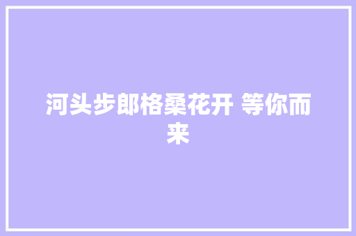 河头步郎格桑花开 等你而来