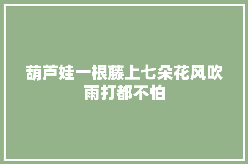 葫芦娃一根藤上七朵花风吹雨打都不怕